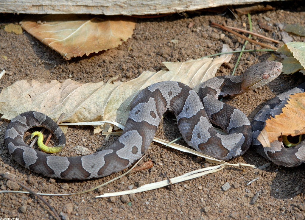 juvenile Eastern Copperhead photo