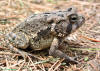 picture of fowler's toad