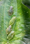 Green Treefrog image