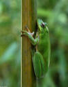 Green Treefrog image