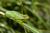 Green Treefrog image