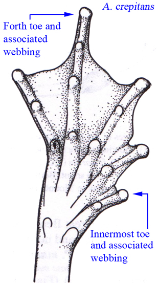 Eastern Cricket Frog foot graphic