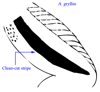 Southern Cricket Frog thigh graphic