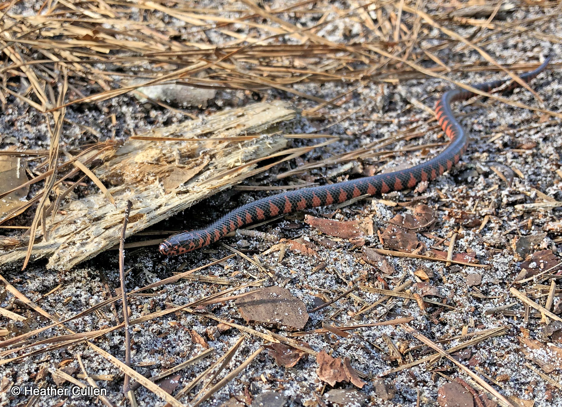 Eastern Mudsnake