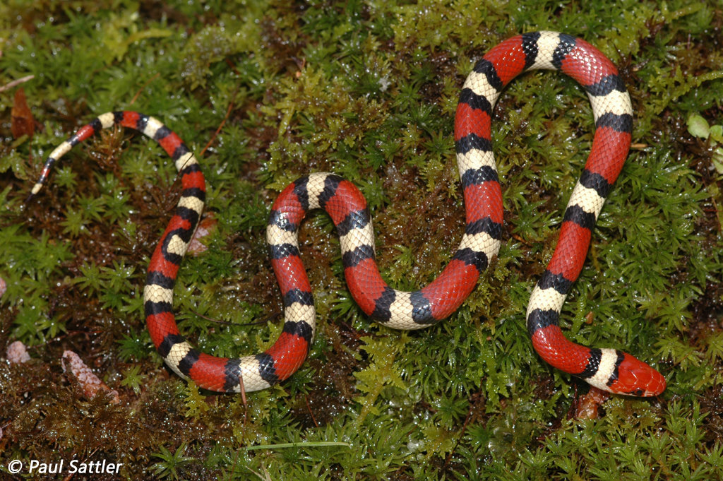 Scarlet Kingsnake